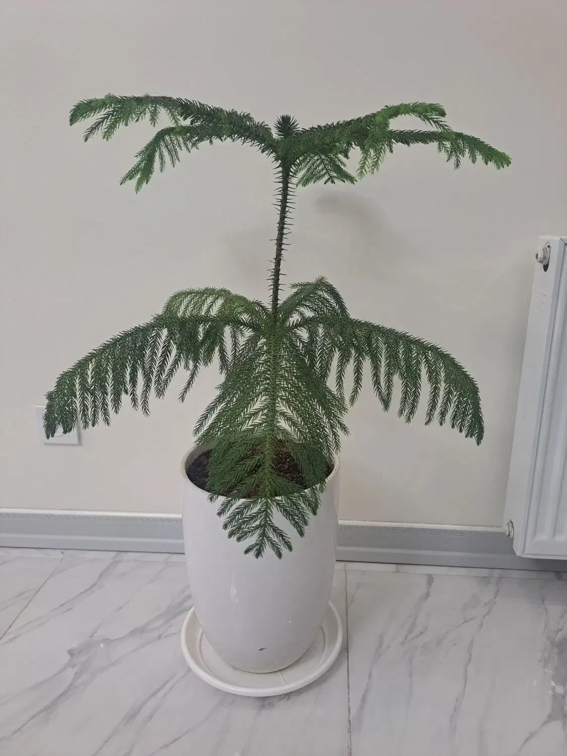 کاج مطبخ|گل و گیاه طبیعی|محمدشهر, محمدشهر|دیوار