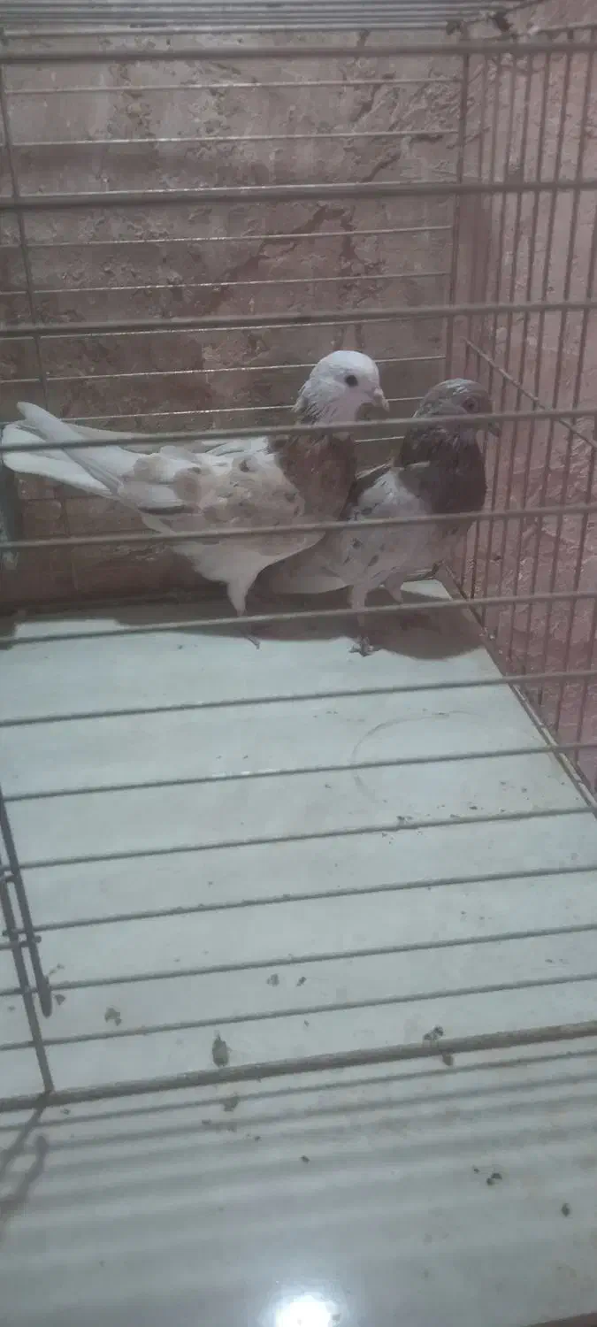 نروماده فروشی ورامین|پرنده|آفتاب, |دیوار