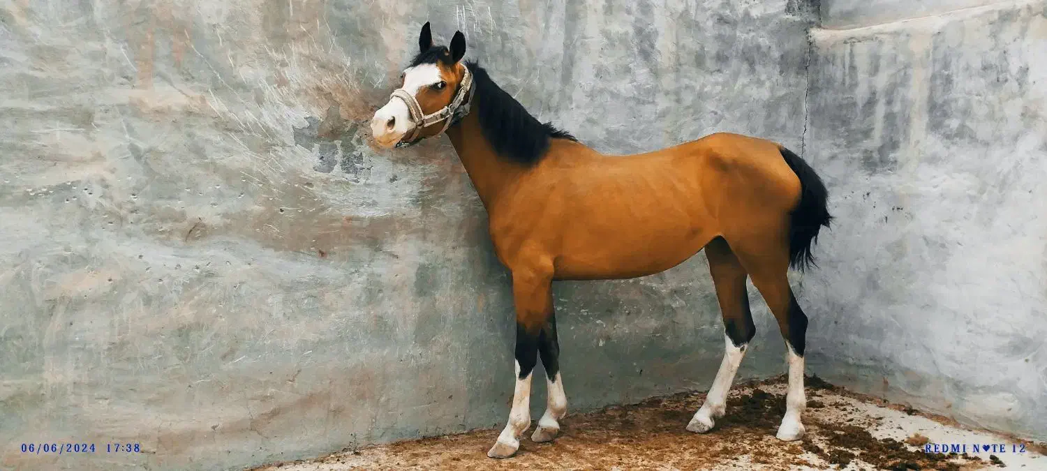 اسب|اسب و تجهیزات اسبسواری|شهرکرد, |دیوار