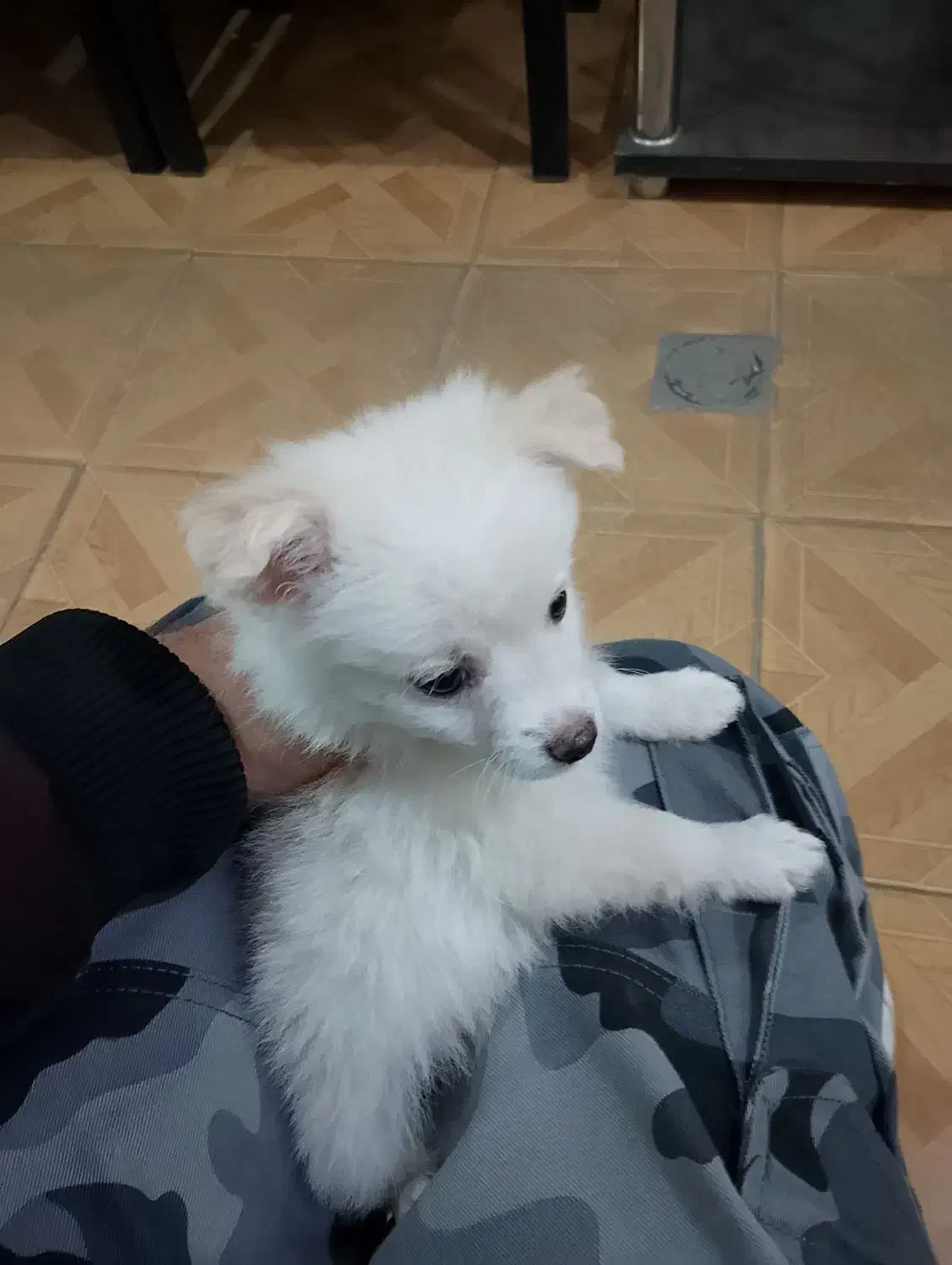 سگ پامرروباهی|سگ|مشهد, ایثارگران|دیوار