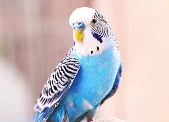 مرغ عشق ها همه سالم وسرحال جفت ۵۰۰|پرنده|قشم, |دیوار