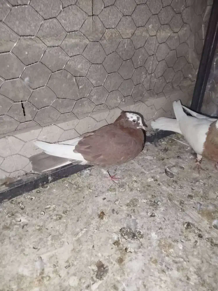 کبوتر|پرنده|خرم بید, |دیوار