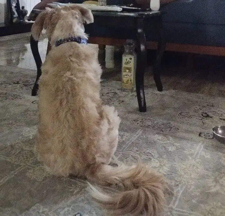 واگذاری اشپیتز تریر یک ساله نر|سگ|اصفهان, شهریار|دیوار