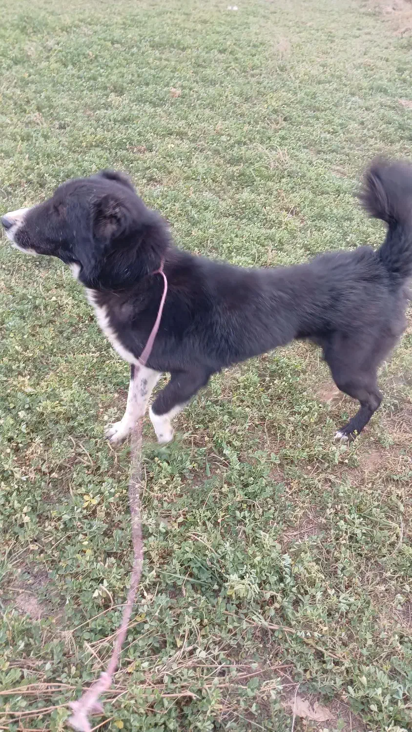 سگ نگهبان و گله|سگ|سرعین, |دیوار