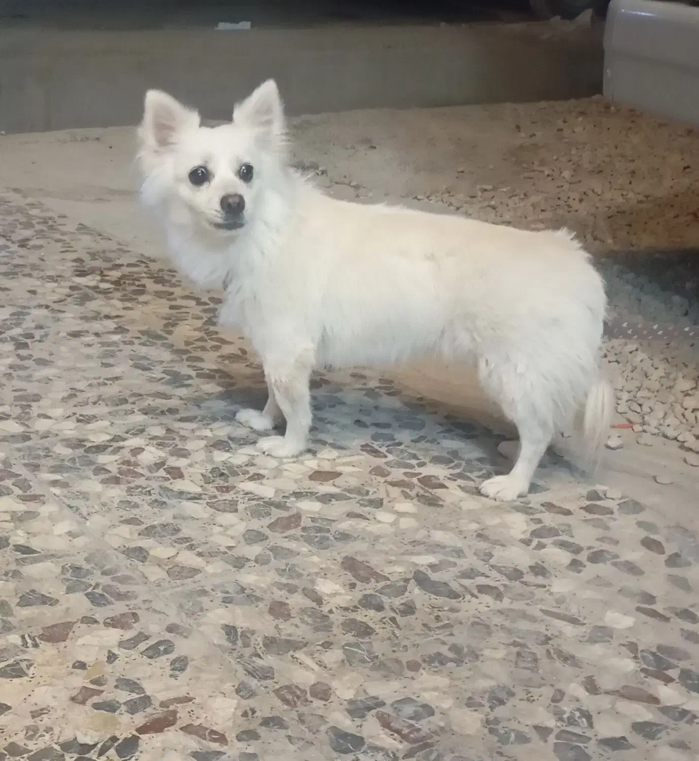 واگذاری سگ با تمام جهیزیه|سگ|کازرون, |دیوار