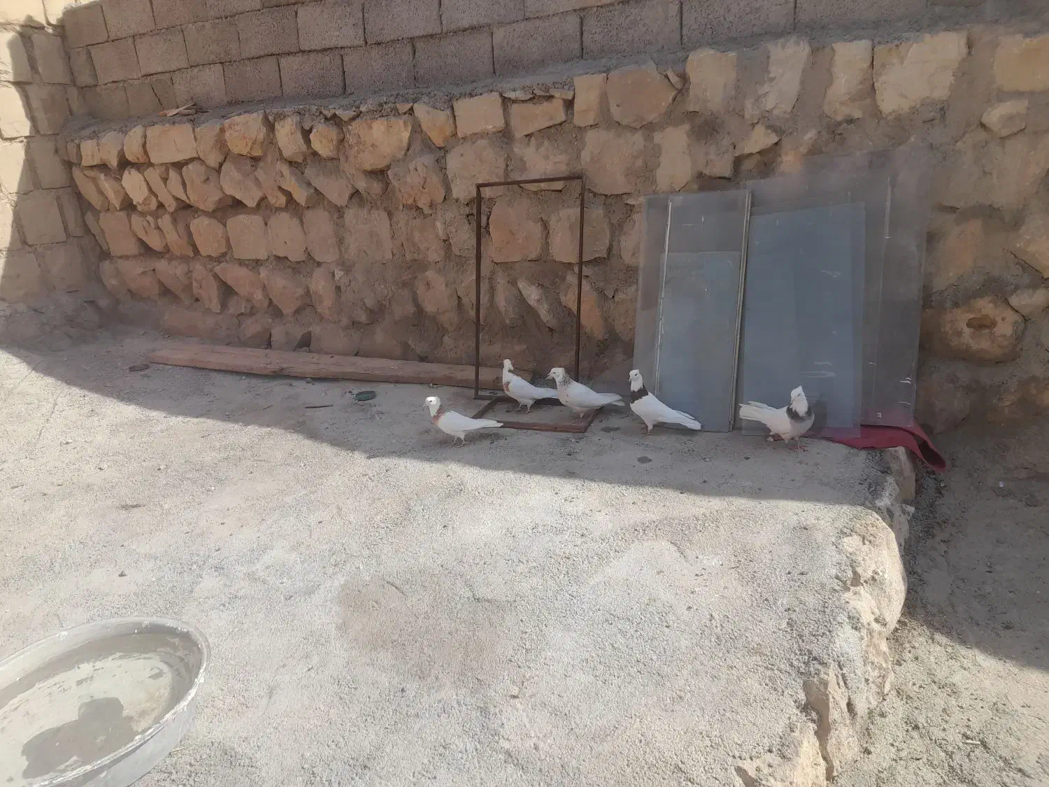 کبوتر طوقی|پرنده|ایلام, |دیوار