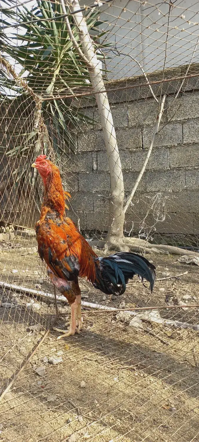 خروس لاری|حیوانات مزرعه|رشت, پل تالشان|دیوار