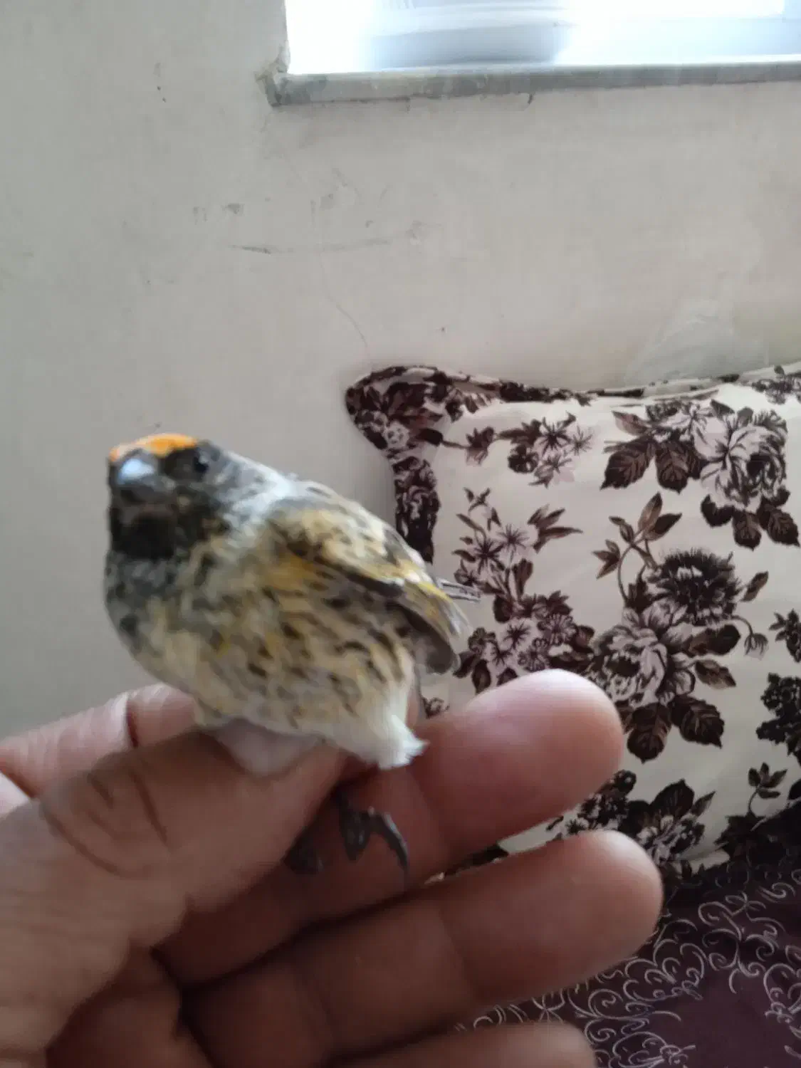 سهره گلبسر نر|پرنده|خسروشاه, |دیوار