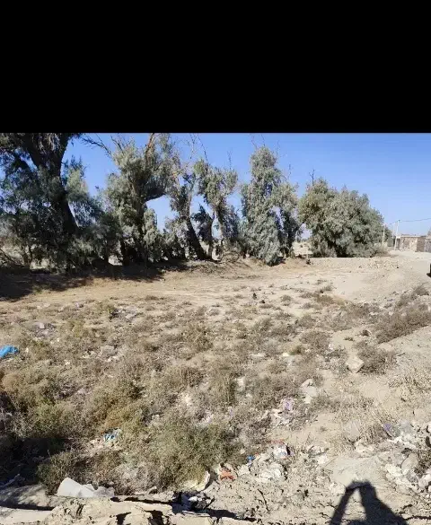 فروش زمین|فروش زمین و ملک کلنگی|زابل, |دیوار