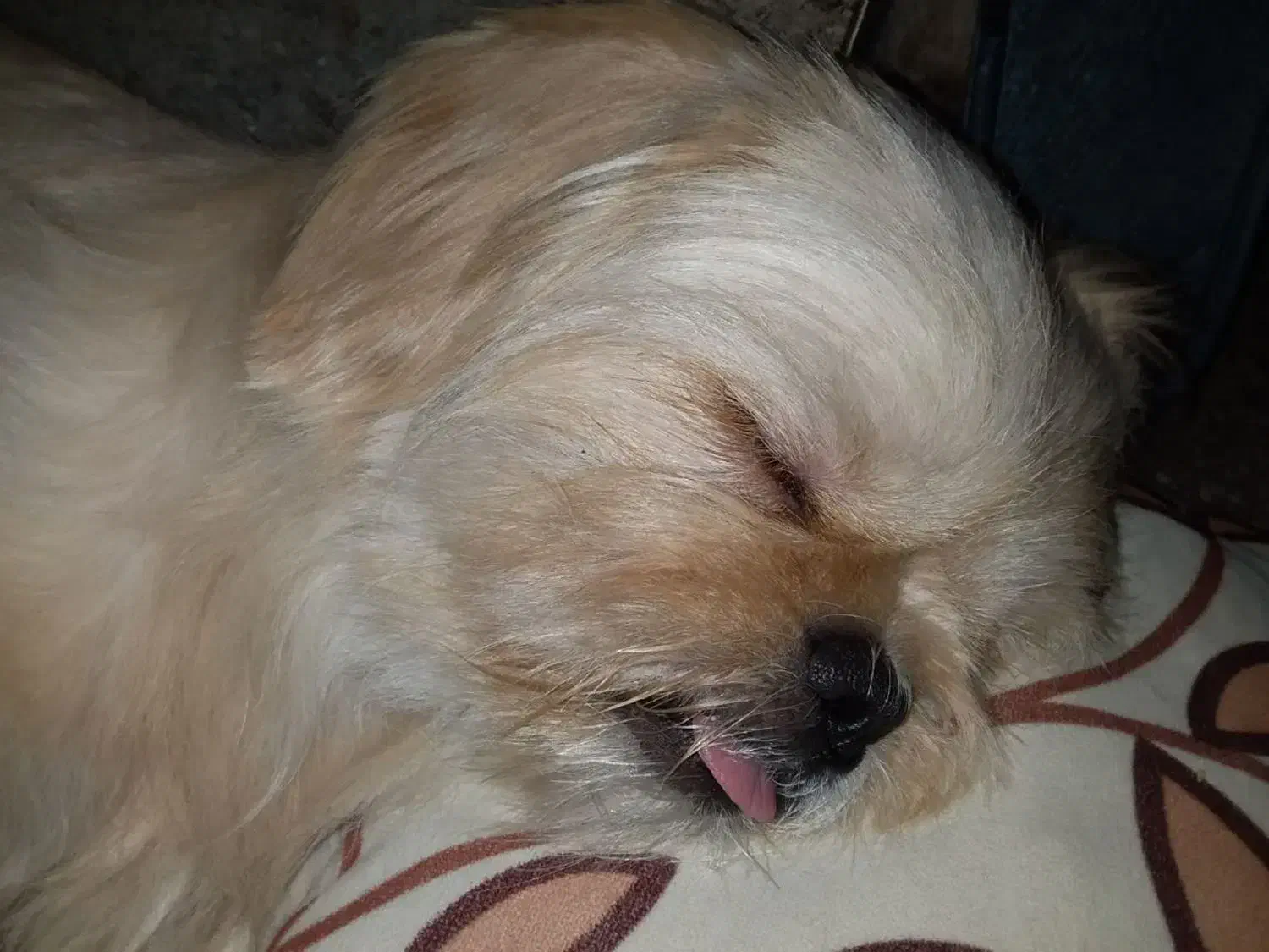 سگ شیتزو فلت آماده جفت|سگ|قم, باجک دو|دیوار