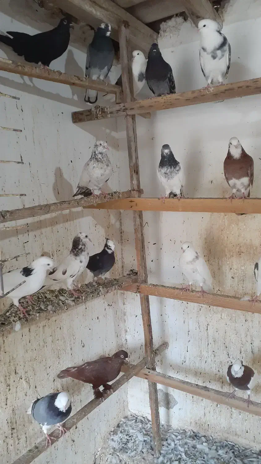 کبوتر   ‌.  شازده|پرنده|قشم, |دیوار