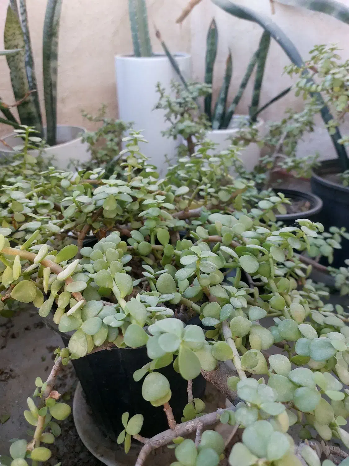 گل خرفه ای|گل و گیاه طبیعی|بندرعباس, |دیوار