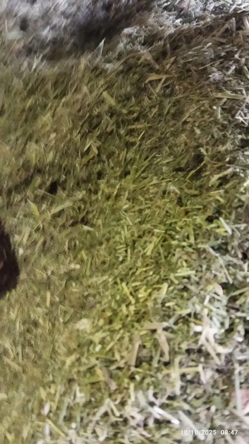 کاه یونجه|لوازم جانبی حیوانات|مسجد سلیمان, |دیوار