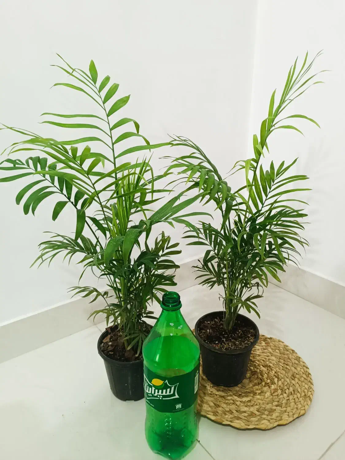 بابا آدم|گل و گیاه طبیعی|ارومیه, |دیوار