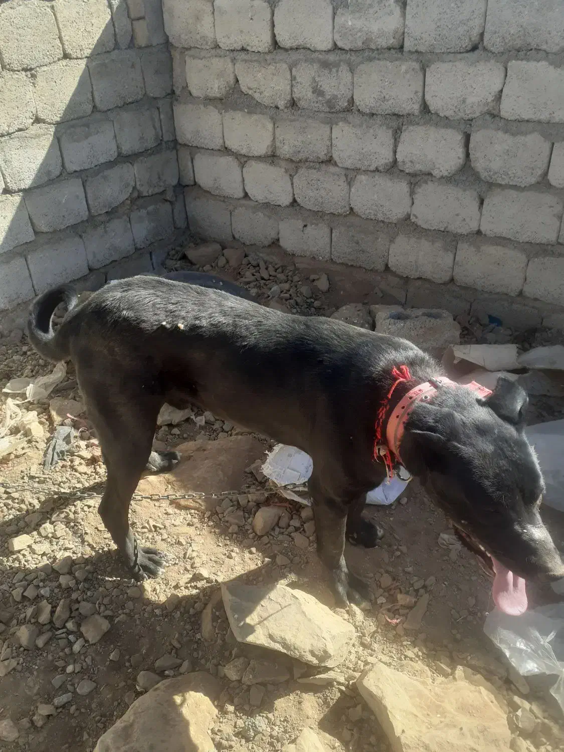 سگ هفت ماهه قهدریجانی|سگ|چادگان, |دیوار