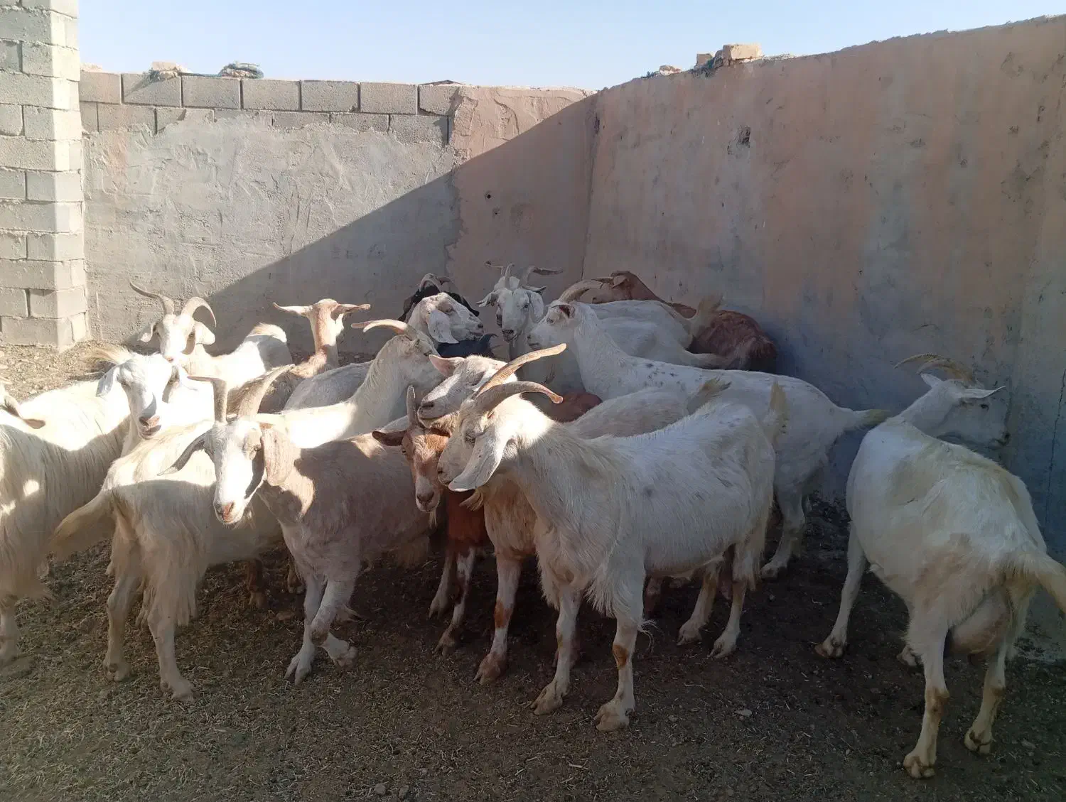 تعداد 29راس بز آبستن|حیوانات مزرعه|مهریز, |دیوار