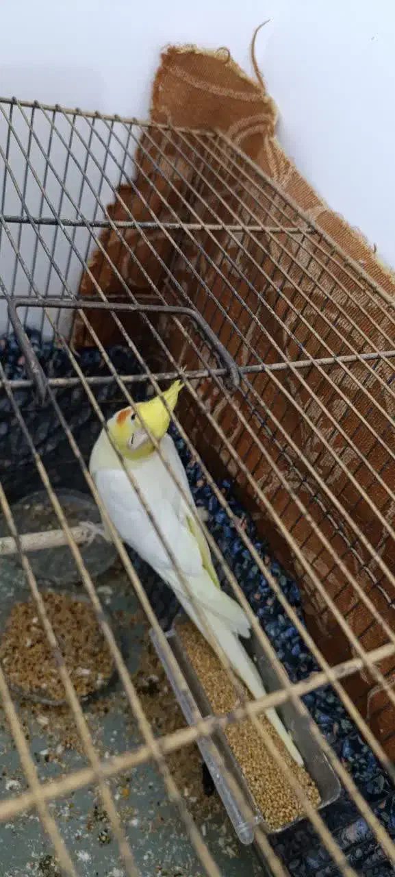 عروس هلندی نر|پرنده|اهواز, کوی مندلی(سه راه خرمشهر)|دیوار