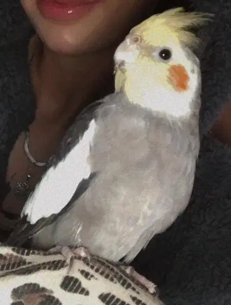 عروس هلندی|پرنده|رشت, تازه آباد|دیوار