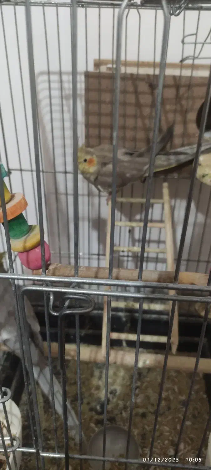 عروس هلندی و طوطی برزیلی|پرنده|همدان, |دیوار