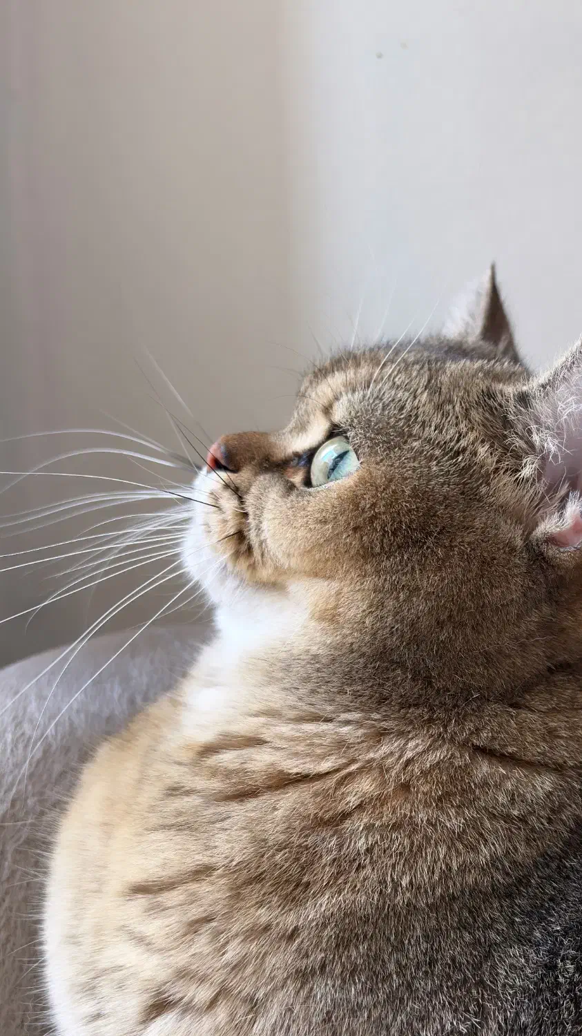 گربه گمشده|حیوانات|تهران, جیحون|دیوار