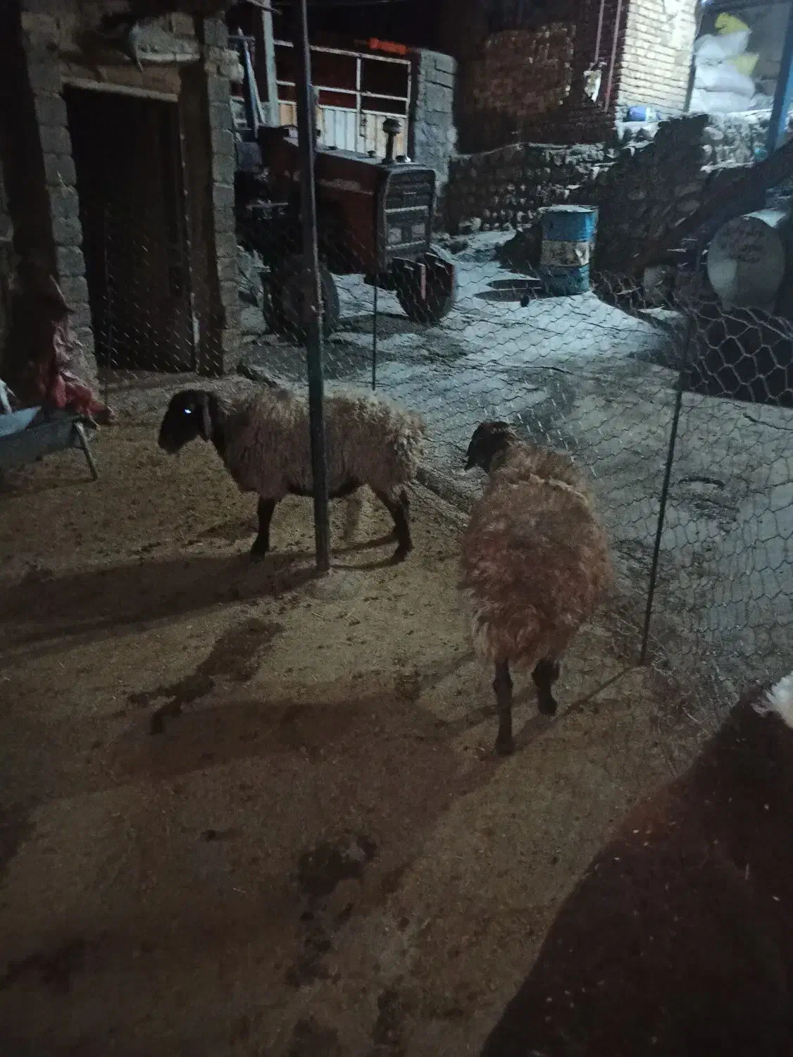 میش یا گوسفند چاق کشتاری|حیوانات مزرعه|فیروزآباد (لرستان), |دیوار