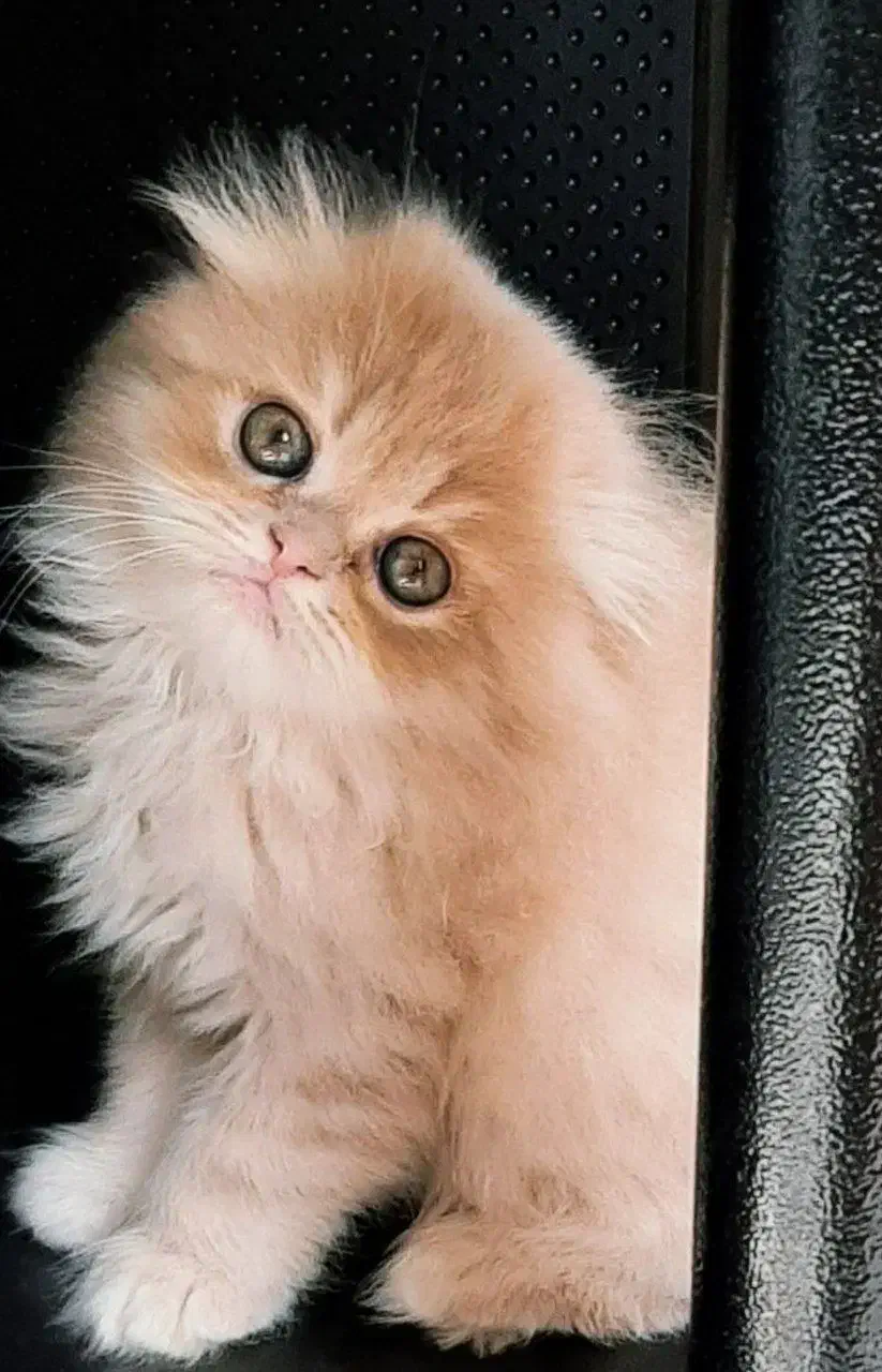 گربه های اشرافی|گربه|صدرا-فارس, فاز ۱|دیوار