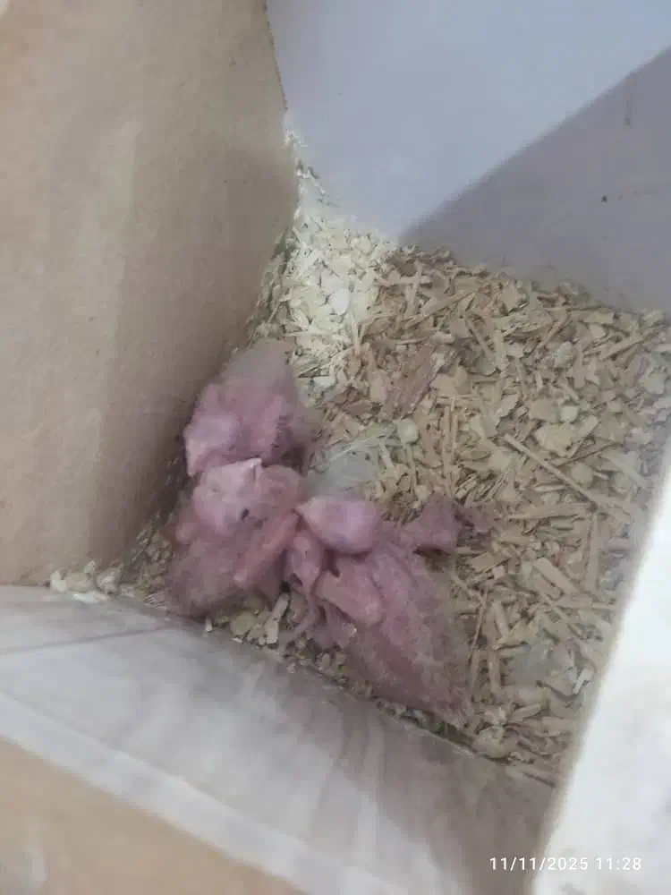 عروس هلندی لوتینیو|پرنده|بندر ماهشهر, |دیوار