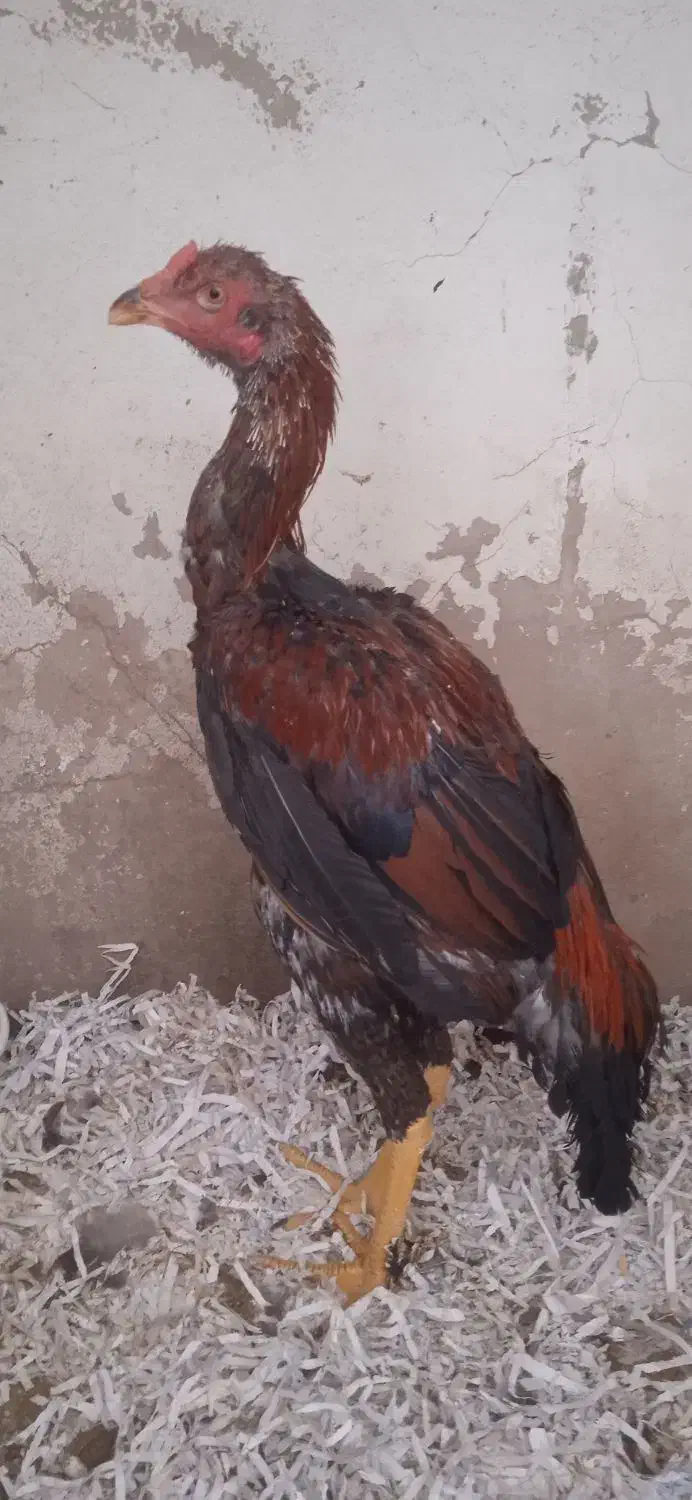 خروس لاری اصیل افغانستان|حیوانات مزرعه|پیشوا, |دیوار