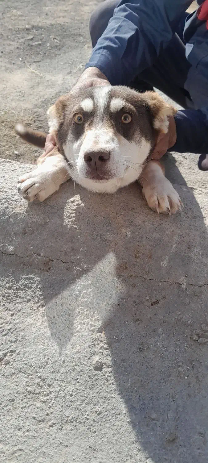 سگ پاکوتاه|سگ|مراغه, |دیوار