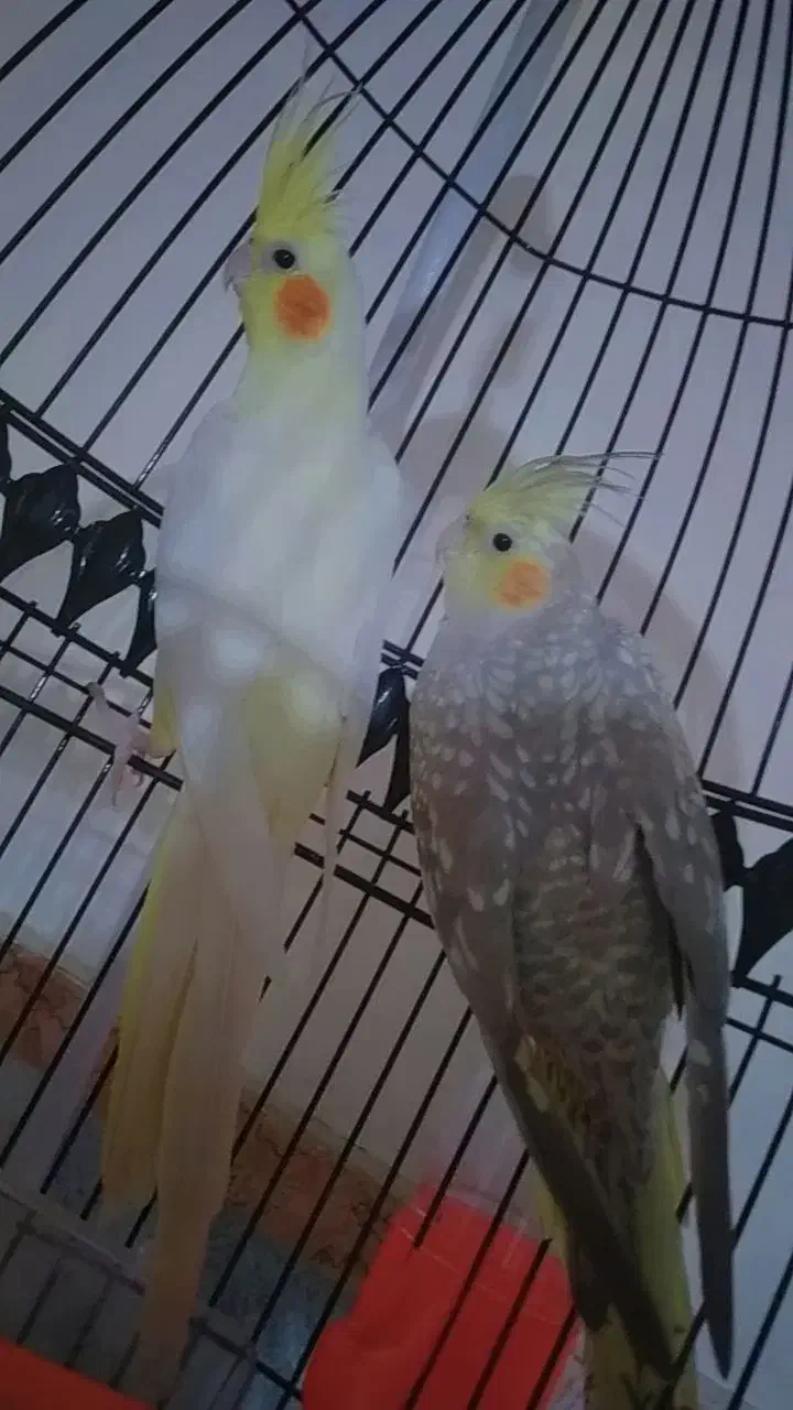 عروس هلندی|پرنده|تربت جام, معدآباد|دیوار