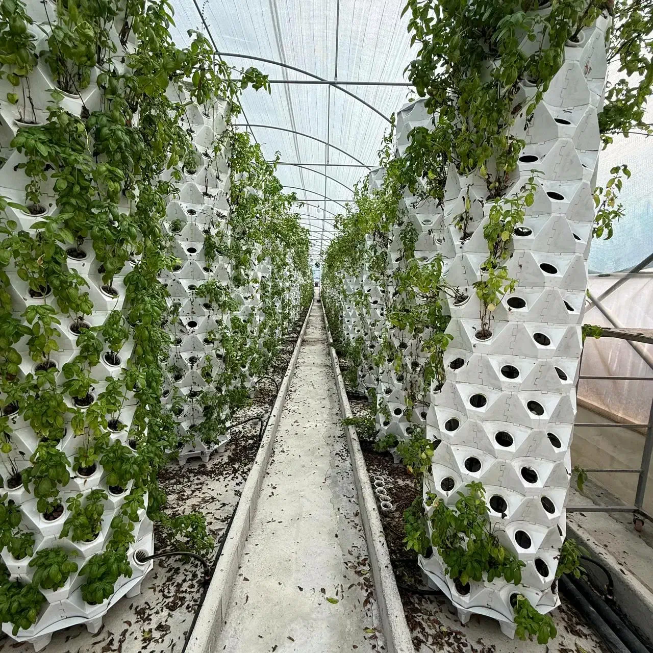 فروش گلخانه آیروپونیک در جاده جویبار|فروش دفتر صنعتی، کشاورزی، تجاری|قائم‌شهر, |دیوار