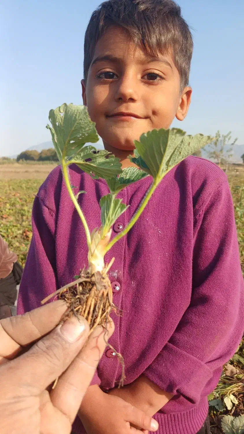 نهال توت فرنگی سابیرینا|گل و گیاه طبیعی|مینودشت, |دیوار