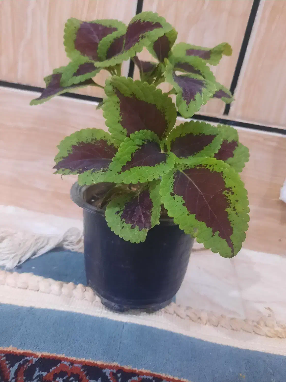 گل Flower|گل و گیاه طبیعی|آبدانان, |دیوار