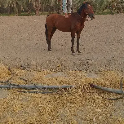 اسب فروشی|اسب و تجهیزات اسب‌سواری|جیرفت, |دیوار