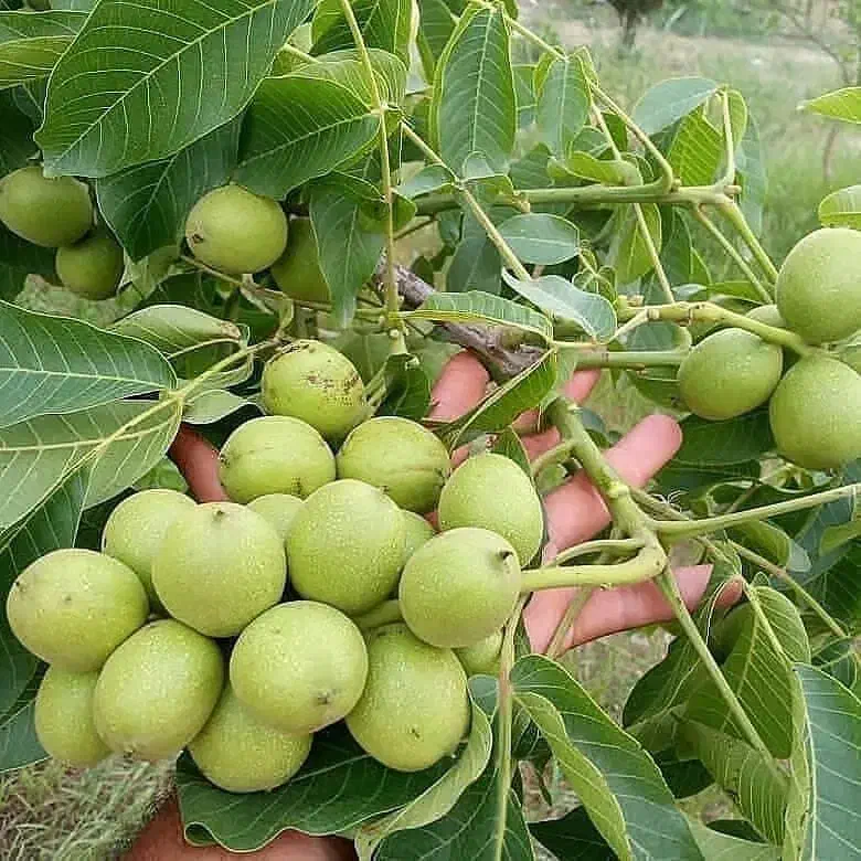 فروش نهال ضمانتی|خدمات باغبانی و درختکاری|قزوین, |دیوار