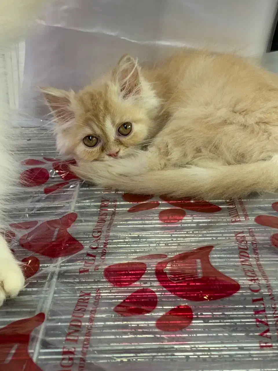 بریتیش پرشین (سفید و گارفیلدی)|گربه|رشت, لاکانی|دیوار