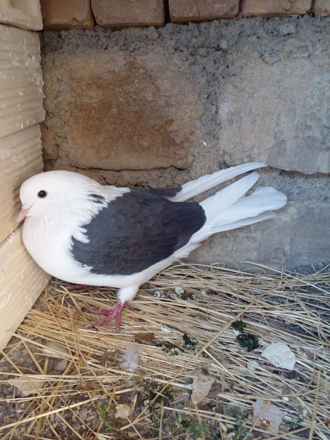 کبوتر شاه پر پرشی|پرنده|سیلوانه, |دیوار