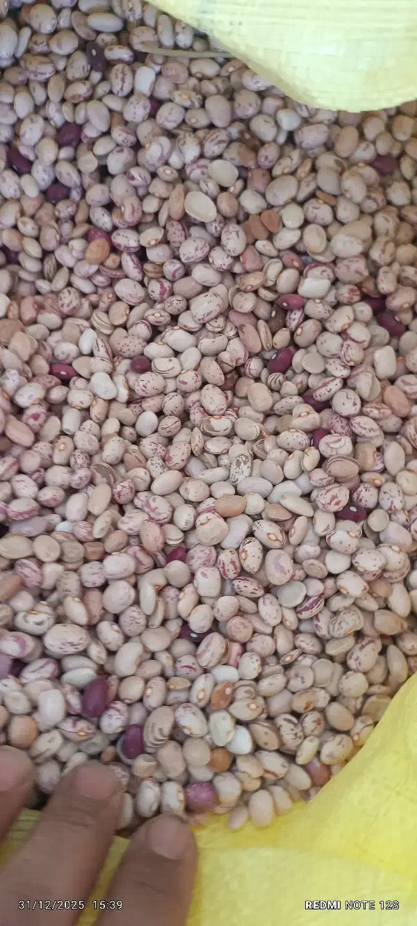 لوبیا چیتی|خوردنی و آشامیدنی|زاغه, |دیوار