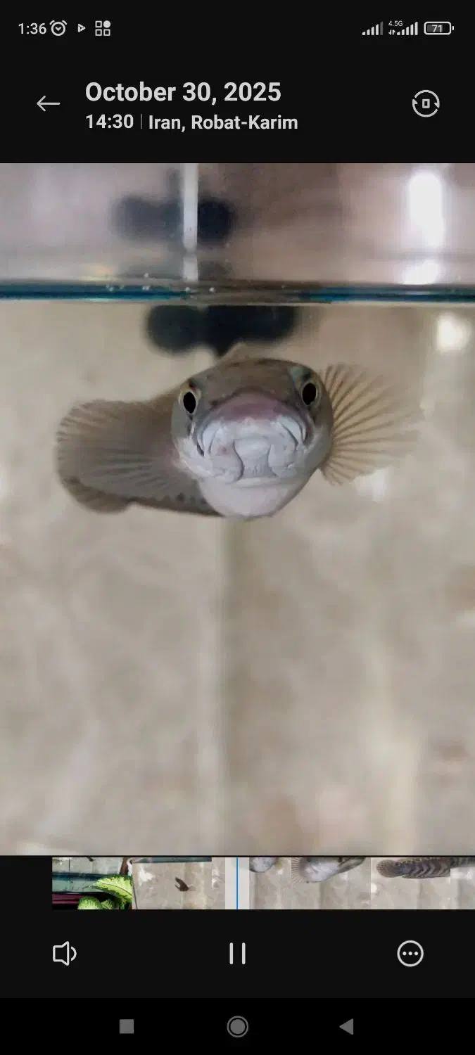 ماهی چانا رد مارو|ماهی|پرند, فاز ۴|دیوار