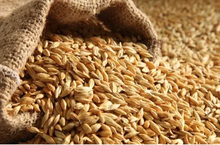 فروش جو دیمی|خدمات باغبانی و درختکاری|لردگان, |دیوار