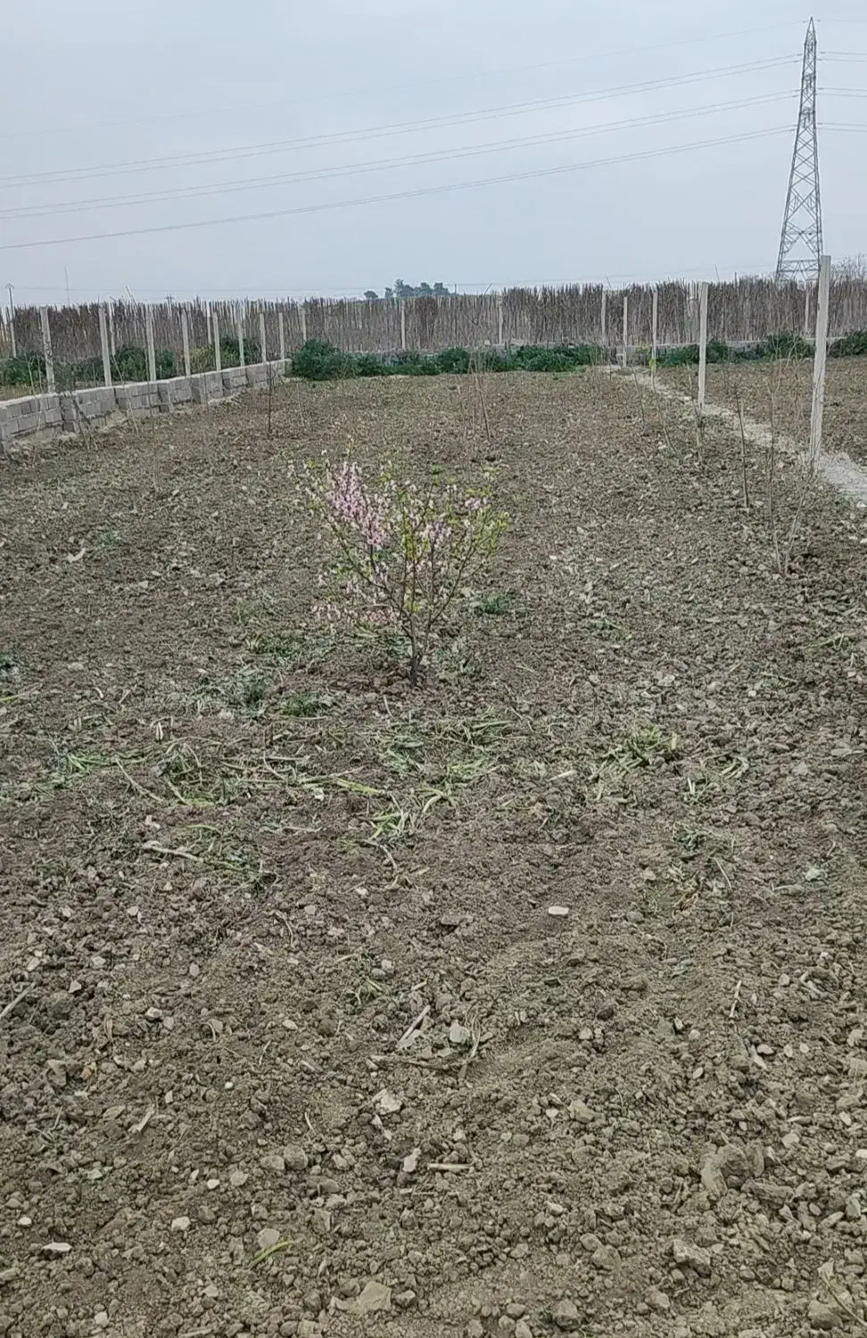 زمین باغی چسبیده به گنبد با مجوز فنس کشی شده|فروش دفتر صنعتی، کشاورزی، تجاری|گنبد کاووس, |دیوار