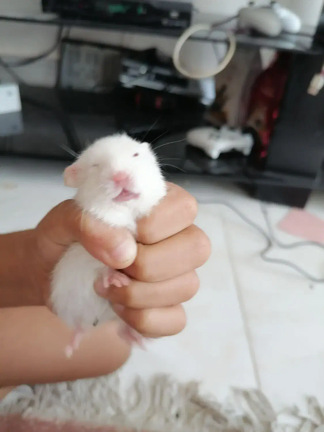 همستر های خوشکل|موش و خرگوش|شیراز, جمال آباد|دیوار