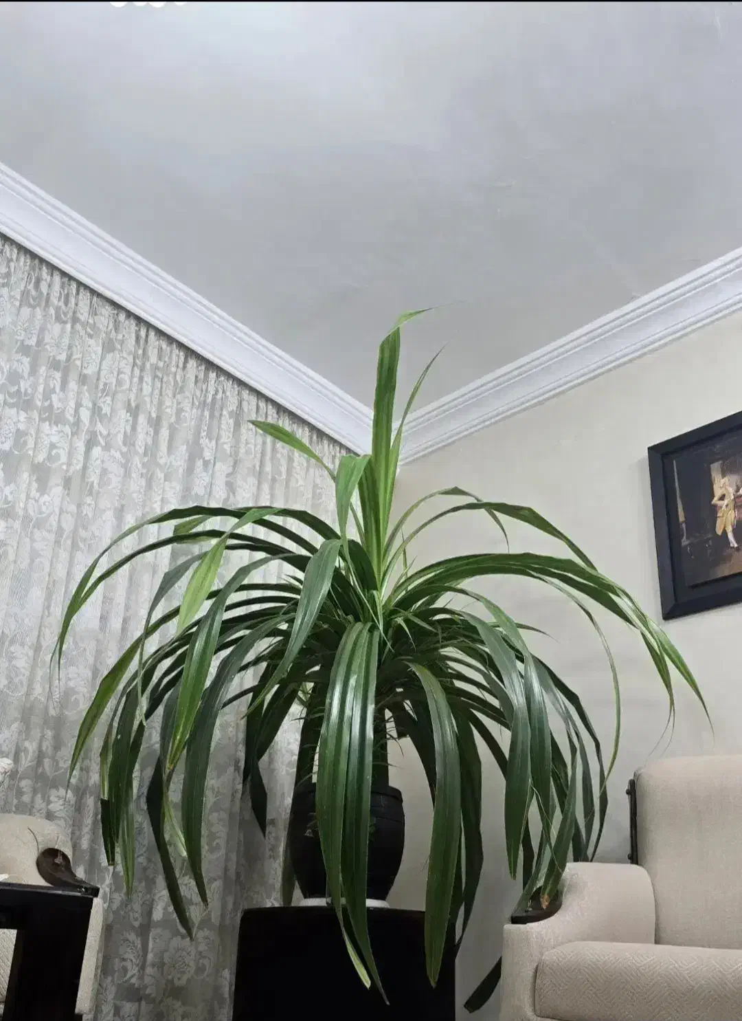 گل طبیعی|گل و گیاه طبیعی|نیشابور, بنیاد شهید|دیوار