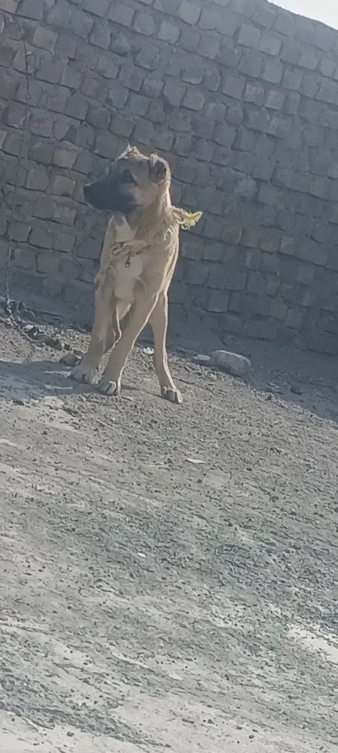 جفت توله سرابی|سگ|زابل, |دیوار