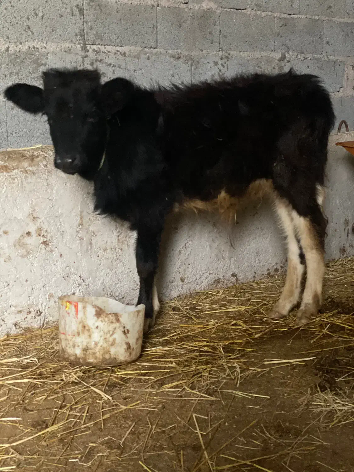 گوساله نر ورزاکوله جنس|حیوانات مزرعه|ماسال, |دیوار