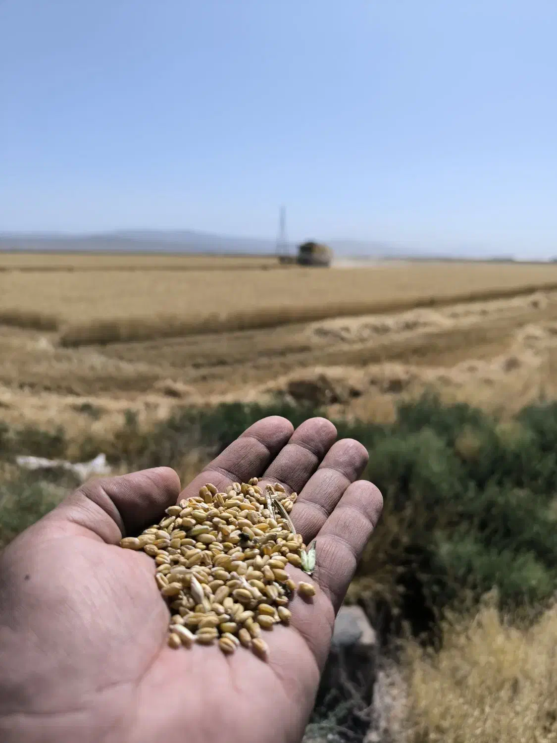 گندم دیم آذر 2 بوجاری شده|عمدهفروشی|فریمان, |دیوار