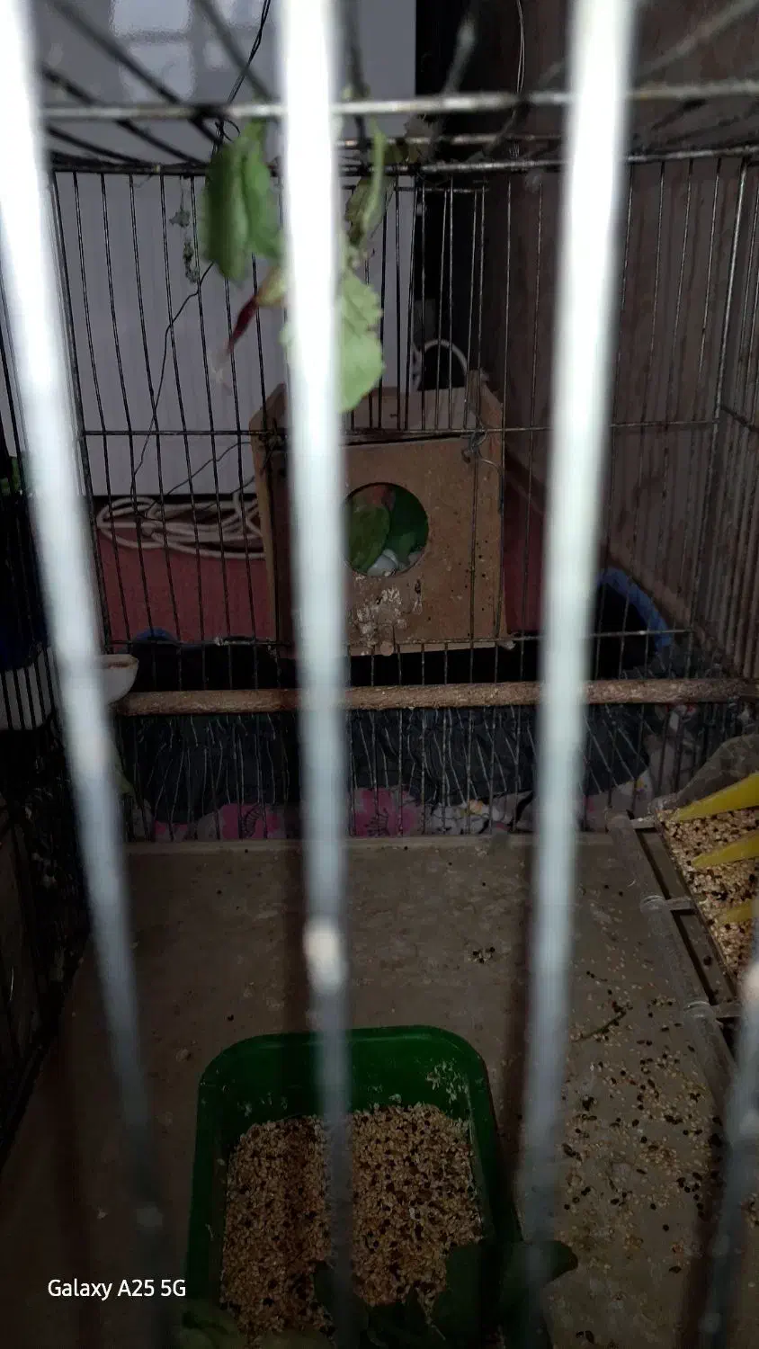 یک جفت کوتوله مولد|پرنده|خمینیشهر, |دیوار