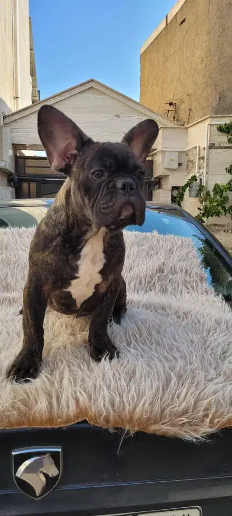 فرنچ بولداگ|سگ|ابهر, |دیوار