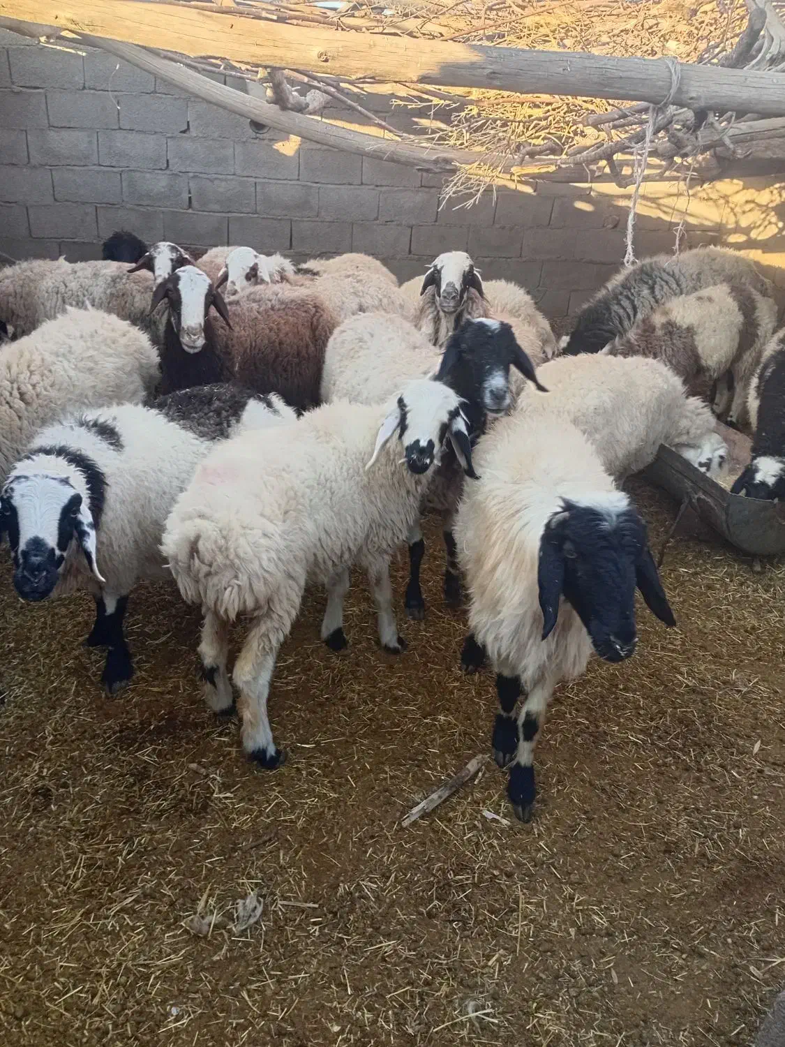 میش|حیوانات مزرعه|نگار, |دیوار