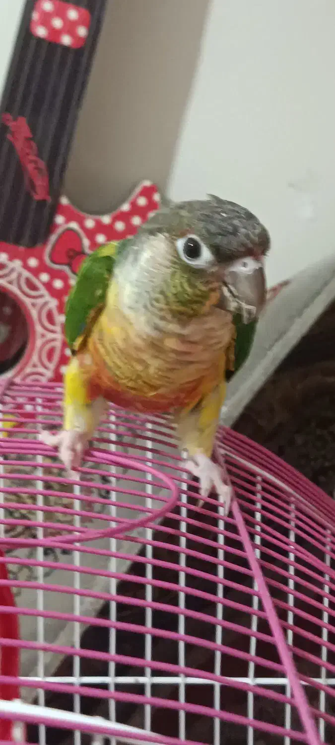 گرینچیک یلوساید|پرنده|ری, دولت‌آباد|دیوار